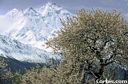 A view of mountains behind the Apricot tree.